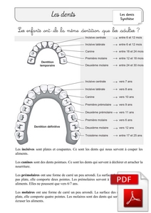 Fiche de synthèse Dentition enfant / dentition adulte